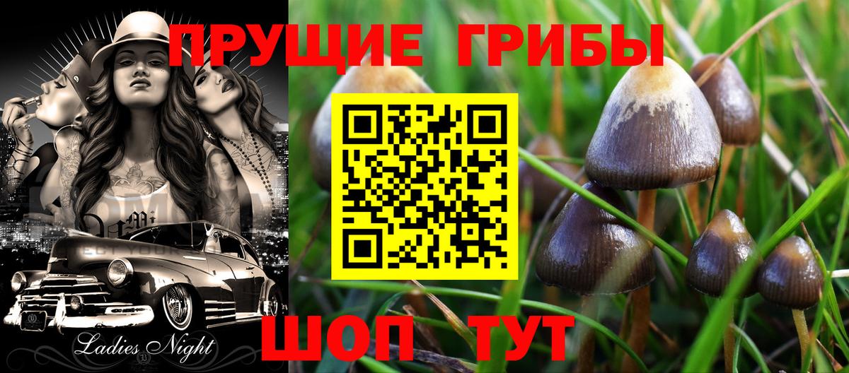 Чернушка  Псилоцибиновые грибы Psilocybine cubensis  Вход с VPN  что такое наркотик  Галлюциногенные грибы мицелий 
